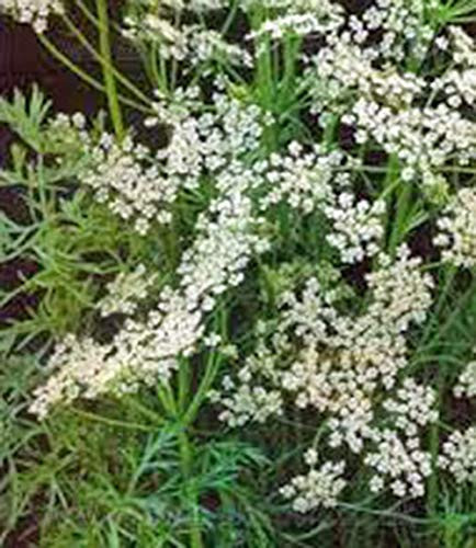 Caraway Seeds Herb 25 plus Seeds Non GMO You Can Use Seeds Plant and Roots on This Herb