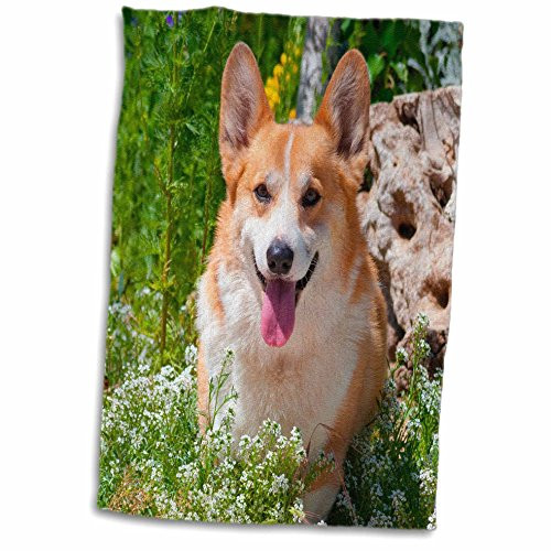 3D Rose Pembroke Welsh Corgi Sitting in Garden MR and PR TWL_209739_1 Towel 15" x 22"
