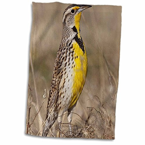 3D Rose Western Meadowlark Bird-Oklahoma-Us37 Ldi0029-Larry Ditto Hand-Sports Towel 15 x 22 3D Rose Western Meadowlark Bird-Oklahoma-Us37 Ldi0029-Larry Ditto Hand-Sports Towel 15 x 22