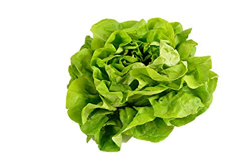 500 Buttercrunch Lettuce Seeds - Butterhead Boston Bibb - by RDR Seeds