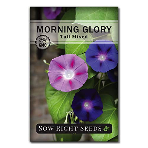 Sow Right Seeds Morning Glory Seeds - Full Instructions for Planting Beautiful to Plant in Your Flower Garden- Non-GMO Heirloom Seeds- Wonderful Gardening Gifts -1-