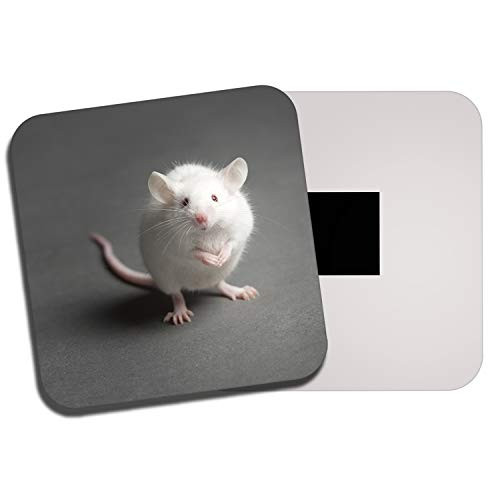 Destination Vinyl Ltd Adorable White Mouse Fridge Magnet - Rodent Rat Mice Cute Pet Animal Gift #14148