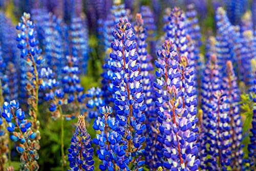 Blue Russell Lupine Flower Seeds 25 Heirloom Seeds Per Packet Isla's Garden Seeds