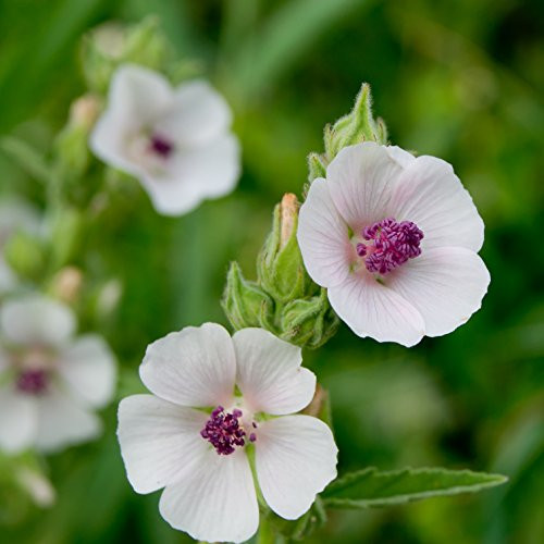 Outsidepride Marsh Mallow Herb Plant Seed - 1000 Seeds