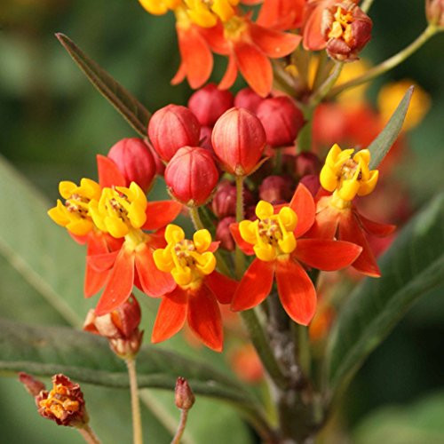 Outsidepride Mexican Butterfly Weed Plant Flower Seeds - 5000 Seeds