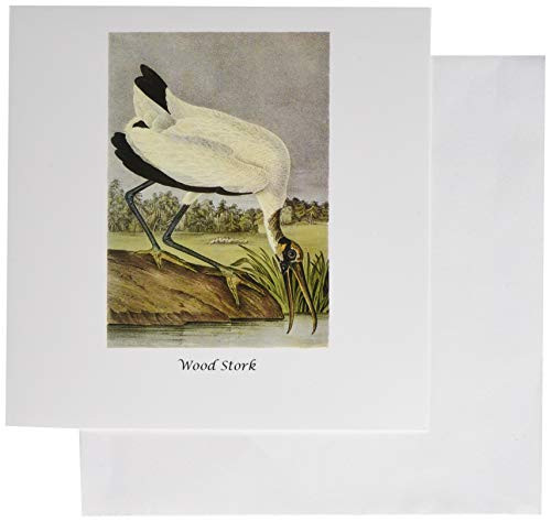 3dRose Greeting Cards 6 x 6 Inches Pack of 6 Wood Stork By John James Audubon -gc_114108_1-