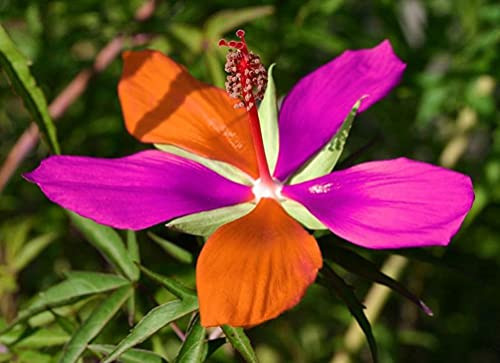 100 pcs Double Color Hibiscus Seeds Hardy Flower Garden Exotic Perennial Seed 100 pcs Double Color Hibiscus Seeds Hardy Flower Garden Exotic Perennial Seed