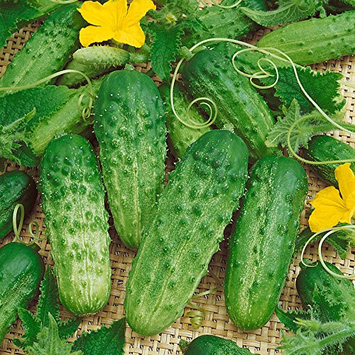 Park Seed Pick-a-Bushel Hybrid Cucumber Seeds Pack of 30 Seeds