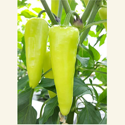Sweet Banana Pepper Seeds for Planting 300 MG Non-GMO American Seeds Heirloom Capsicum annuum