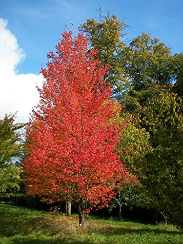 Red Maple -Acer rubrum Northern- 10 Seeds for Planting Open Pollinated Heirloom Non-GMO Swamp MapleRED Sunset Japanese Maple MARMO Bonsai October Glory