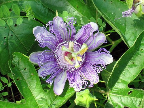 10 Passiflora Incarnata Seeds -Purple Passion Flower-