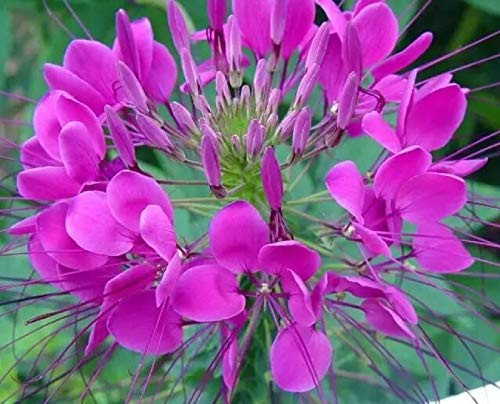 200 plus Cleome Seeds - Fireworks Mix Cleome Seeds Nectar Plant for Monarch Butterflies