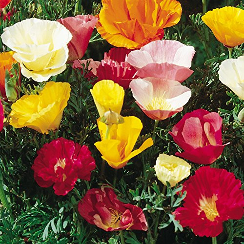 Burpee Sunset Mixed Colors Poppy Seeds 500 seeds