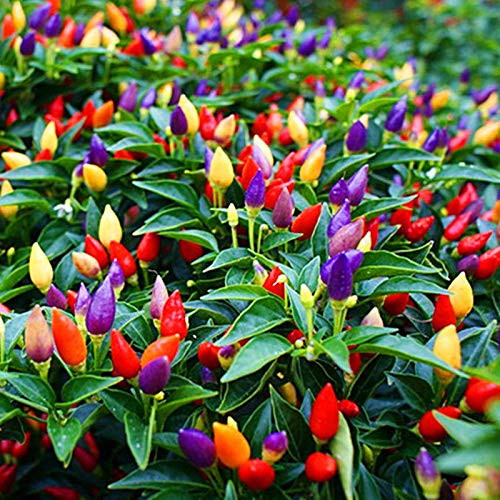 5 Color Pepper Plant Seeds for Planting - 25 plus Seeds - Exotic Garden Seeds to Grow Multicolored Peppers - Amazing