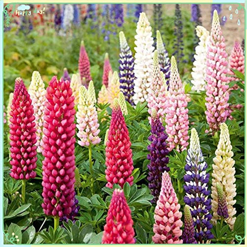 Rare Flower Plant Seeds 100 plus Lupin Seeds - Russell Mix