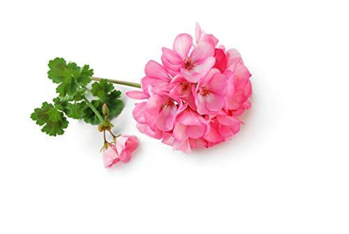 Homegrown Packet Geranium Seeds Bulk Seeds Bicolor Pink Geranium -75-