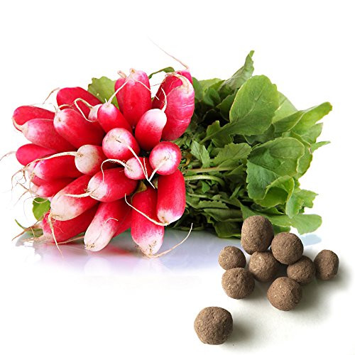 French Breakfast Radish Seed Balls -20 Seed Balls-- Herb and Vegetable Seed Bombs to Make Gardening Fun and Simple! French Breakfast Radish Seed Balls -20 Seed Balls-- Herb and Vegetable Seed Bombs to Make Gardening Fun and Simple!