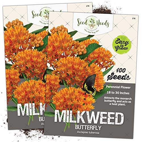 Seed Needs Butterfly Milkweed Seeds for Planting -Asclepias tuberosa- Twin Pack of 100 Seeds Each