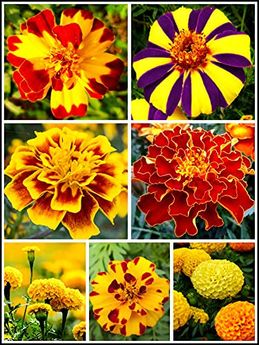 200 Mixed Colors Marigold Seeds French Dwarf Flowers Seed Planting Outdoors Garden