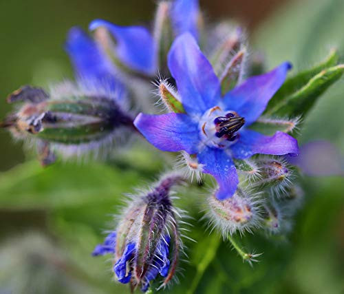Borage Seed to Plant - 200 Seeds Non-GMO Heirloom Seeds Easy Planting and Growing a Kitchen Herb Garden