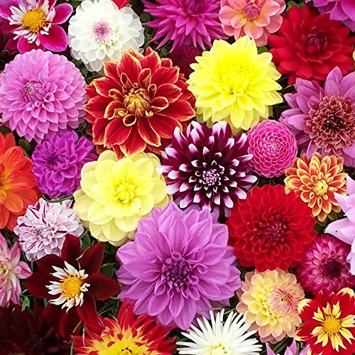 100 Pcs Mix Dahlia Pompon Flower Seeds Plant Fresh Garden Seeds for Outdoor Gardeners Choice!-Mixed Color- 100 Pcs Mix Dahlia Pompon Flower Seeds Plant Fresh Garden Seeds for Outdoor Gardeners Choice!-Mixed Color-