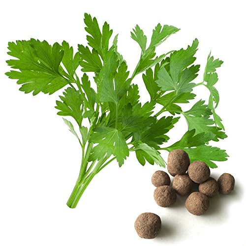 20 Parsley Seed Balls -Italian Giant-- Herb and Vegetable Seed Bombs to Make Gardening Fun and Simple! 20 Parsley Seed Balls -Italian Giant-- Herb and Vegetable Seed Bombs to Make Gardening Fun and Simple!