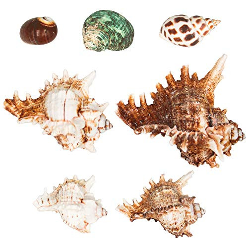 Hermit Crab Shells-Turbo Shells-7Pcs Assorted Turbo Shells-Hermit Crab House for Décor-Seashell Opening Size 0.98"-1.57"-Handpicked Turbo Growth Seashell Natural Sea Conch Hermit Crab Supplies-7Pcs-