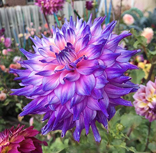 3g Rare Pink Dwarf Pompon Dahlia Seeds Great Cut FlowersBlooms Summer to Fall