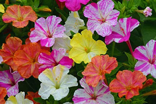 50 Pcs Mirabilis Jalapa Four O'Clock Flower Seed Tropical Ornaments Flower 50 Pcs Mirabilis Jalapa Four O'Clock Flower Seed Tropical Ornaments Flower