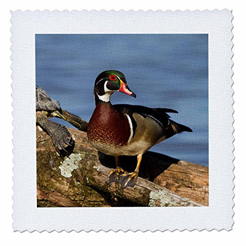 3dRose Wood Duck and Slider Turtle on Log in Wetland, Marion, Illinois, USA. - Quilt Square, 8 by 8-Inch (qs_205577_3) 3dRose Wood Duck and Slider Turtle on Log in Wetland, Marion, Illinois, USA. - Quilt Square, 8 by 8-Inch (qs_205577_3)