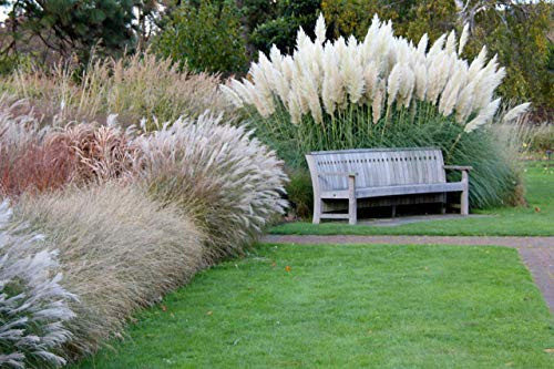 Giant White Pampas Grass Seeds - 100 Seeds - Ornamental Grass for Landscaping or Decoration - Made in USA