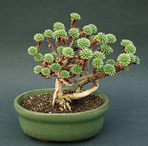 Joshua Tree Bonsai Seeds - 10 Seeds to Grow - Highly Prized Joshua Tree - Made in USA Ships from Iowa