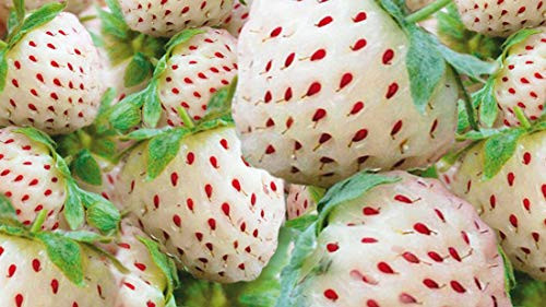 White Strawberry Seeds - 200 plus Seeds - White Pineberry Seeds - Made in USA Ships from Iowa.