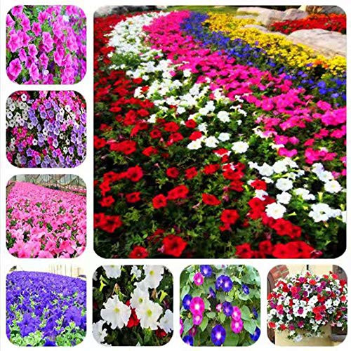 2000 Pcs Mixed Petunia Seeds Plant Fresh Garden Seeds Gardeners Choice!?Mixed Color?