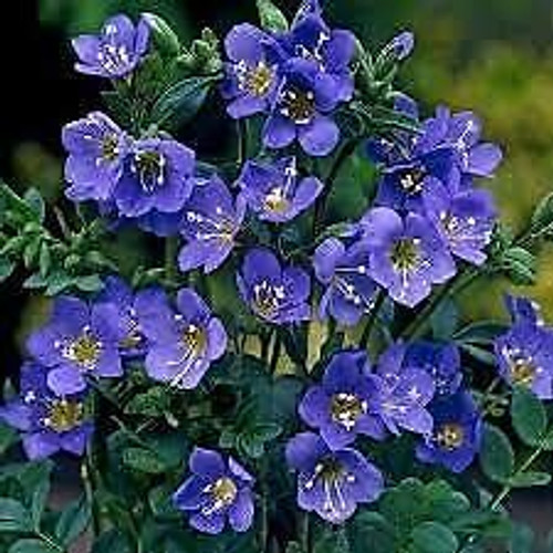 PAPCOOL 100 Jacobs Ladder Fl?wer S??ds - RareS??ds for Pl?nting Grow?ng PAPCOOL 100 Jacobs Ladder Fl?wer S??ds - RareS??ds for Pl?nting Grow?ng