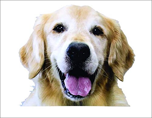Golden Retriever Sticker Golden retriever decal golden retriever dog decal dog sticker Golden Retriever Sticker Golden retriever decal golden retriever dog decal dog sticker