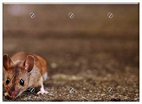 Triple Blank Wall Plate Cover - Mouse Rodent Cute Mammal Nager Nature Animal 14