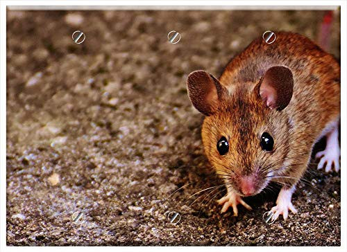 Triple Blank Wall Plate Cover - Mouse Rodent Cute Mammal Nager Nature Animal 20