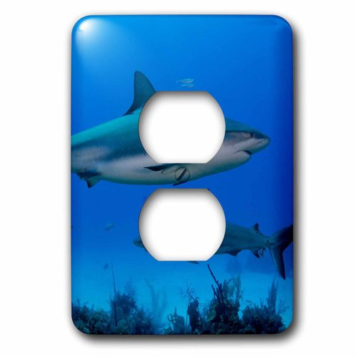 3dRose lsp_209316_6 Caribbean Reef Shark. 2 Plug Outlet Cover