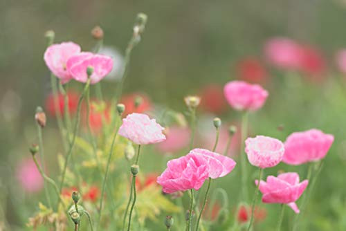 Sweet Yards Seed Co. Shirley Poppy Seeds Mixed Colors Bulk Quarter Pound Bag Over 800,000 Open Pollinated Non-GMO Wildflower Seeds Papaver rhoeas Sweet Yards Seed Co. Shirley Poppy Seeds Mixed Colors Bulk Quarter Pound Bag Over 800,000 Open Pollinated Non-GMO Wildflower Seeds Papaver rhoeas