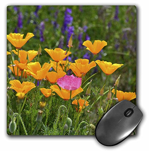 3dRose LLC 8 x 8 x 0.25 Inches Mouse Pad Field of Orange Poppy Flowers -mp_60972_1-