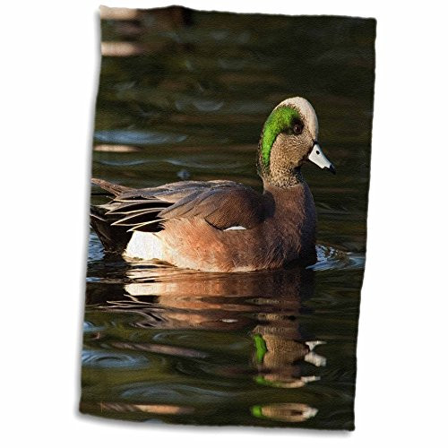 3D Rose American Wigeon Drake Duck-Na02 Rbr0041-Rick A. Brown Hand-Sports Towel 15 x 22