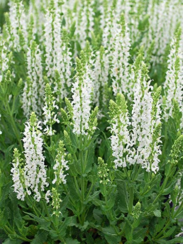 Perennial Farm Marketplace Salvia n. 'Snow Hill' -Sage- Perennial Size-#1 Container White Spikes