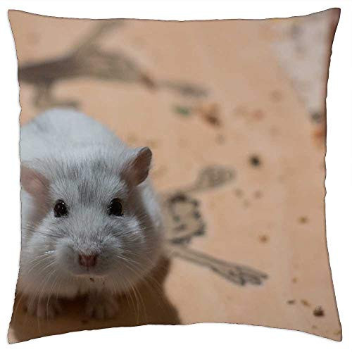 LESGAULEST Throw Pillow Cover -16x16 inch- - Small Dwarf Hamster Hybrid Pet Knuffig LESGAULEST Throw Pillow Cover -16x16 inch- - Small Dwarf Hamster Hybrid Pet Knuffig