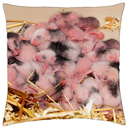LESGAULEST Throw Pillow Cover -16x16 inch- - Mice Babies Mastomys Cute Chaos Society Mini LESGAULEST Throw Pillow Cover -16x16 inch- - Mice Babies Mastomys Cute Chaos Society Mini