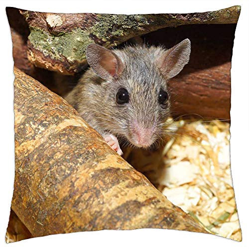 LESGAULEST Throw Pillow Cover -16x16 inch- - Mouse Mastomys Cute Mastomy Pet Sweet Button Eyes LESGAULEST Throw Pillow Cover -16x16 inch- - Mouse Mastomys Cute Mastomy Pet Sweet Button Eyes