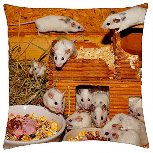 LESGAULEST Throw Pillow Cover -16x16 inch- - Mice Mastomys Cute Rodents Close Fur Sweet Nager 1 LESGAULEST Throw Pillow Cover -16x16 inch- - Mice Mastomys Cute Rodents Close Fur Sweet Nager 1