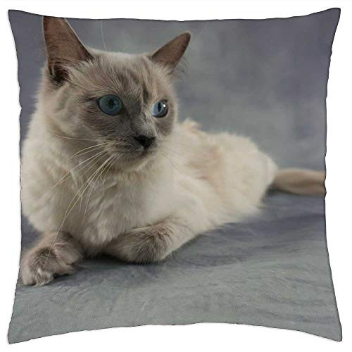 LESGAULEST Throw Pillow Cover -18x18 inch- - Cat Ragdoll Kitten Cat Eyes Pet Sweet
