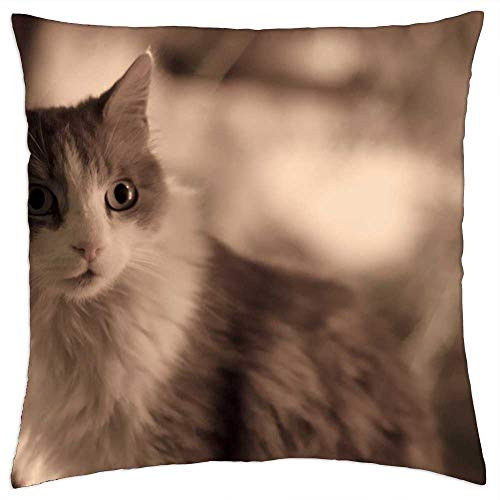 LESGAULEST Throw Pillow Cover -18x18 inch- - Cat Animal Feline Pet Cats