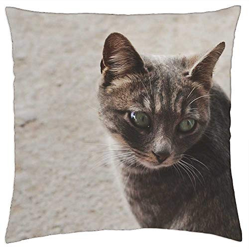 LESGAULEST Throw Pillow Cover -18x18 inch- - Cat Kitten Kitty Feline Pet Face Head Looking